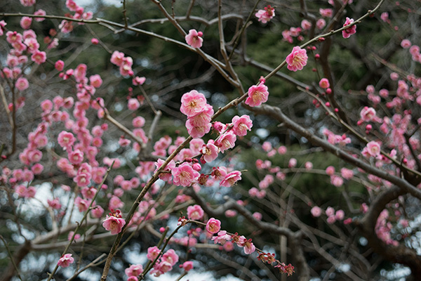 新宿御苑の梅、2017年2月11日撮影
