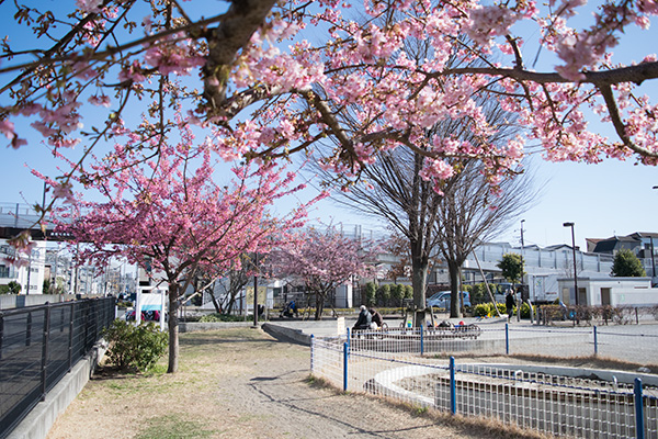 電車の見える公園のカワズ桜と梅　2017年2月19日