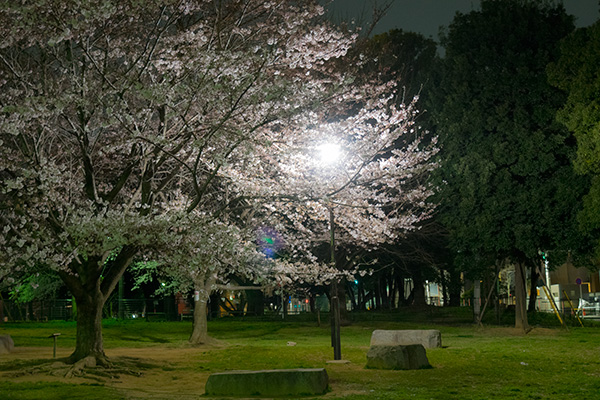 氷川台、城北中央公園の夜の桜　2016年4月