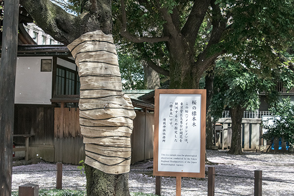 靖国神社　桜の標本木　2016年　4月　桜の終わり頃