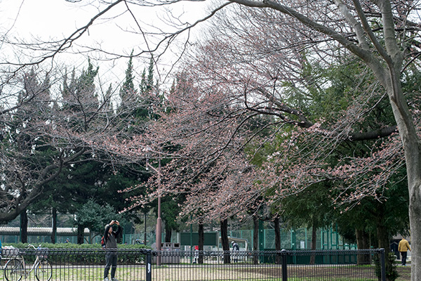 氷川台　城北公園の桜とそれを撮る人　2017年3月29日