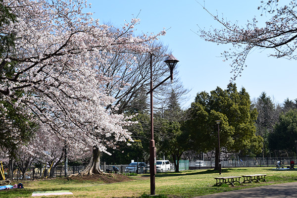 ほぼ満開、氷川台城北公園の桜　2017年4月4日