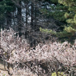 氷川台、城北公園の梅の開花が進んでます