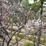 氷川台、城北公園の梅が咲き始め