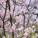 新宿御苑の桜に感じる民泊への不安