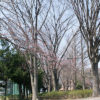 氷川台、城北公園の桜も咲き始めました！