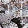 埼玉4区で桜が見たい！氷川台の桜が恋しい～