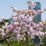 青山霊園で都心の桜を満喫・・・そしてヤマギワ、フランフランと青山づくし