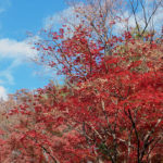 商売っ気ゼロの平林寺なら2018 紅葉が見頃、でも寒い、高い、不便！