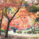 新宿御苑、紅葉キレイ。 混雑はしてますが桜の季節よりマシです