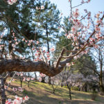 城北公園、桜はまだですが梅の散りぎわが美しい