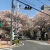 ららぽーと富士見への道中、桜の散りぎわが美しい・・・