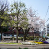 氷川台の良さを再確認！の桜の季節
