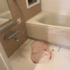 透明な風呂いすが欲しくてニトリのNアーバンを購入