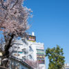 練馬区 平和台の桜、環八沿いを美しく彩ってくれます