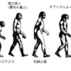 埼玉のあっちとこっち、どこで進化が分かれた？