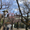 2022年、靖国神社の桜が咲き始め・・・