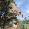 城北中央公園、2022年の桜はそろそろ見納め