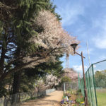 城北中央公園、2022年の桜はそろそろ見納め
