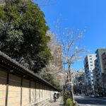 靖国神社の桜（2023年）と飯田橋界隈の街って最高！