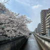 桜が美しい街、氷川台ただ最近気になる事が・・・