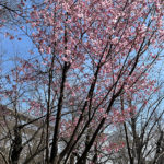 靖国神社の桜は切なく美しい